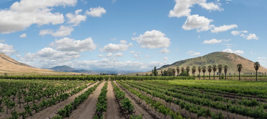 vineyards with blue sky and white clouds