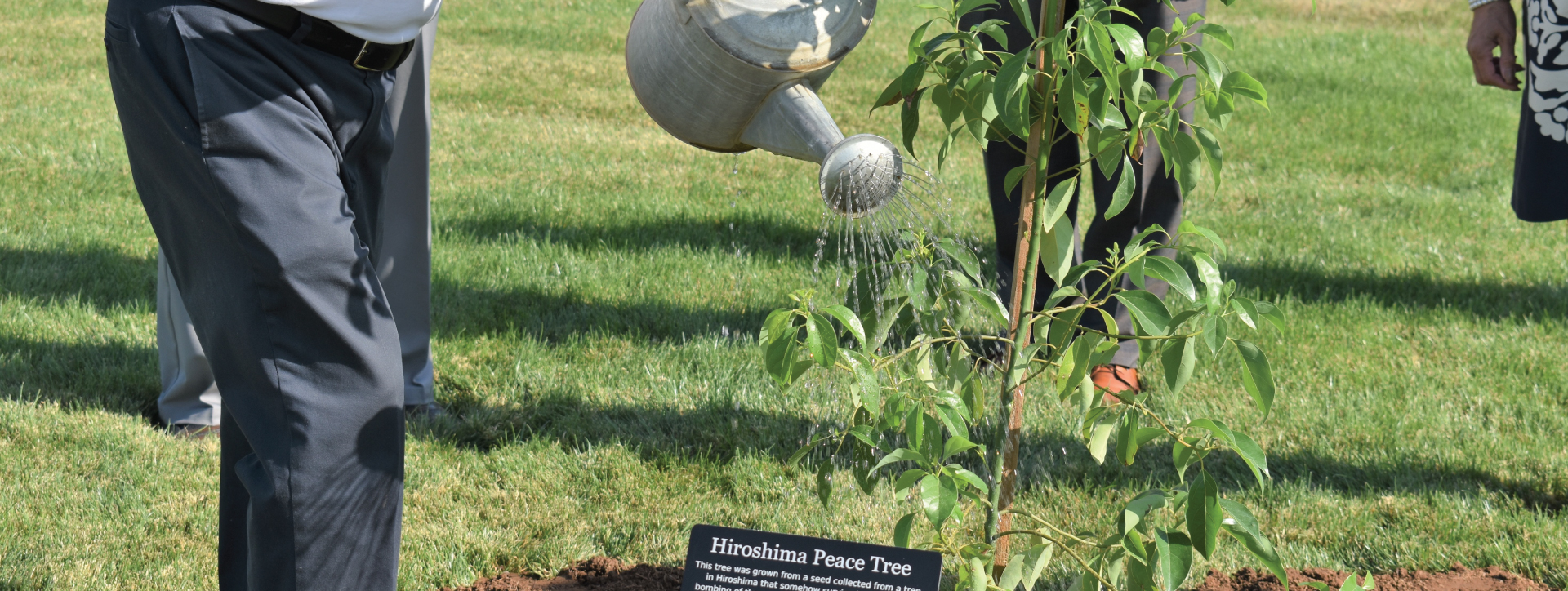 Hiroshima tree being watered