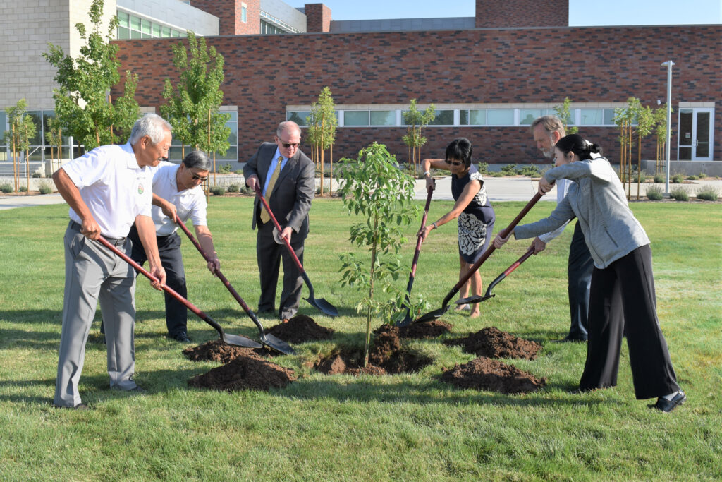 Shoveling dirt around Hiroshima Peace Tree