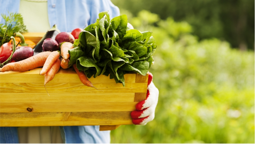 wooden box of fresh beets carrots lettuce held by person wearing glove in field