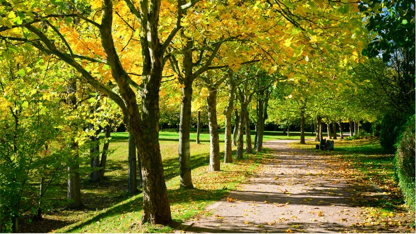tree lined path with fallen leaves